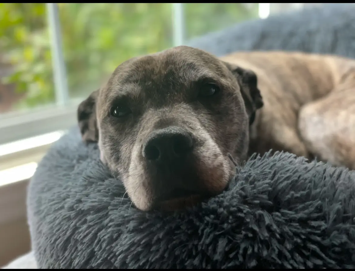 a close-up photo of a brindle-coated dog with a sad, weary expression, resting its head on the edge of a plush, dark gray…