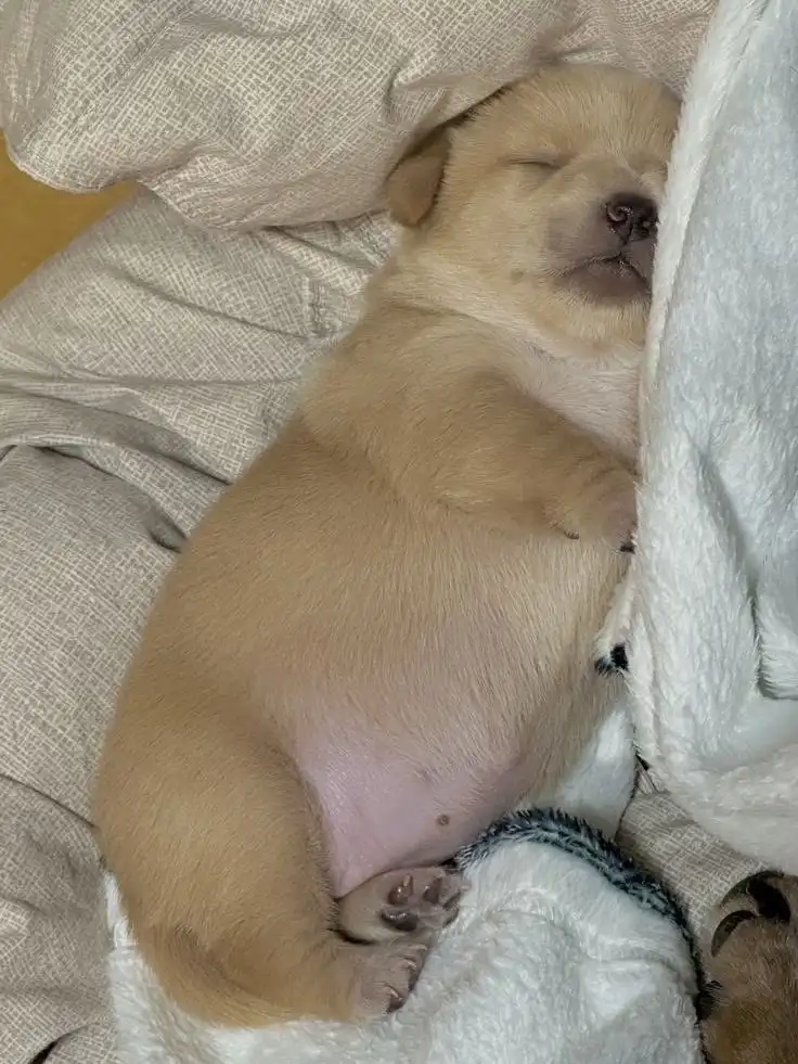 A small, light-brown puppy is curled up asleep on a soft, textured blanket, its eyes closed and paws tucked near its belly…