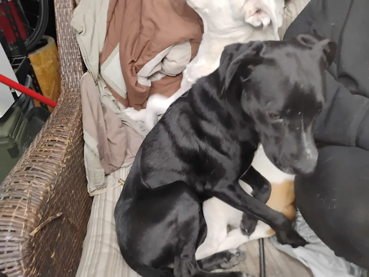 A black dog with a slightly weary expression sits on a wicker couch next to a white dog and a person's leg, surrounded by…