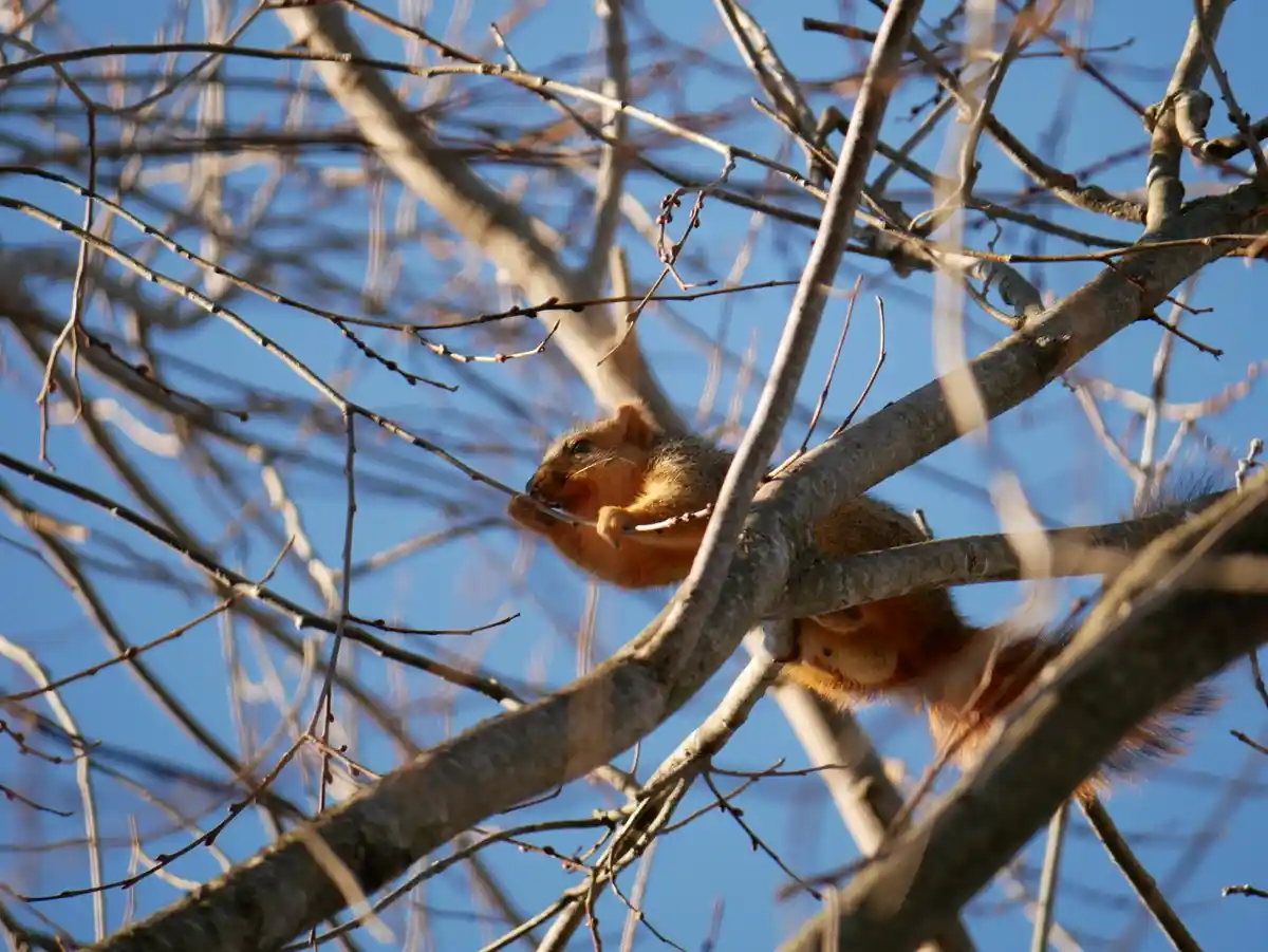 More Squirrel Shenanigans, Please!