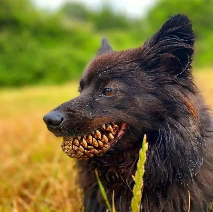 A close-up of a black dog with wet fur holding a pinecone in its mouth, standing in a grassy field with blurred greenery in…