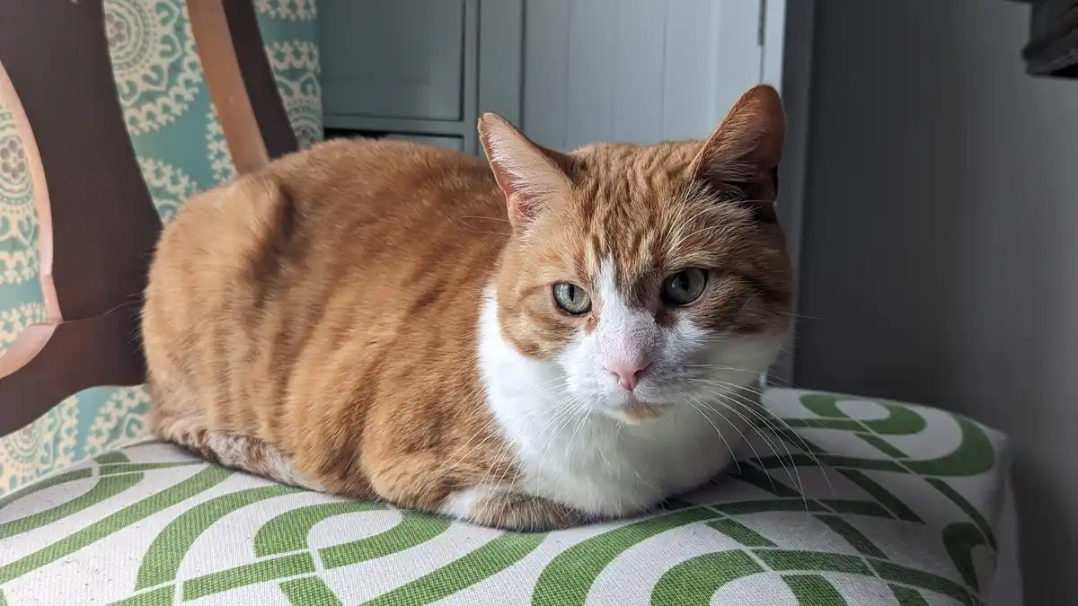 An orange and white cat with green eyes is lying on a green and white patterned chair cushion, looking directly at the…