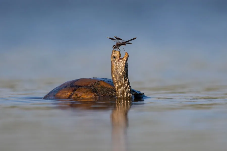 A turtle with its head and neck out of water, its mouth slightly open, has a dragonfly perched delicately on the tip of its…