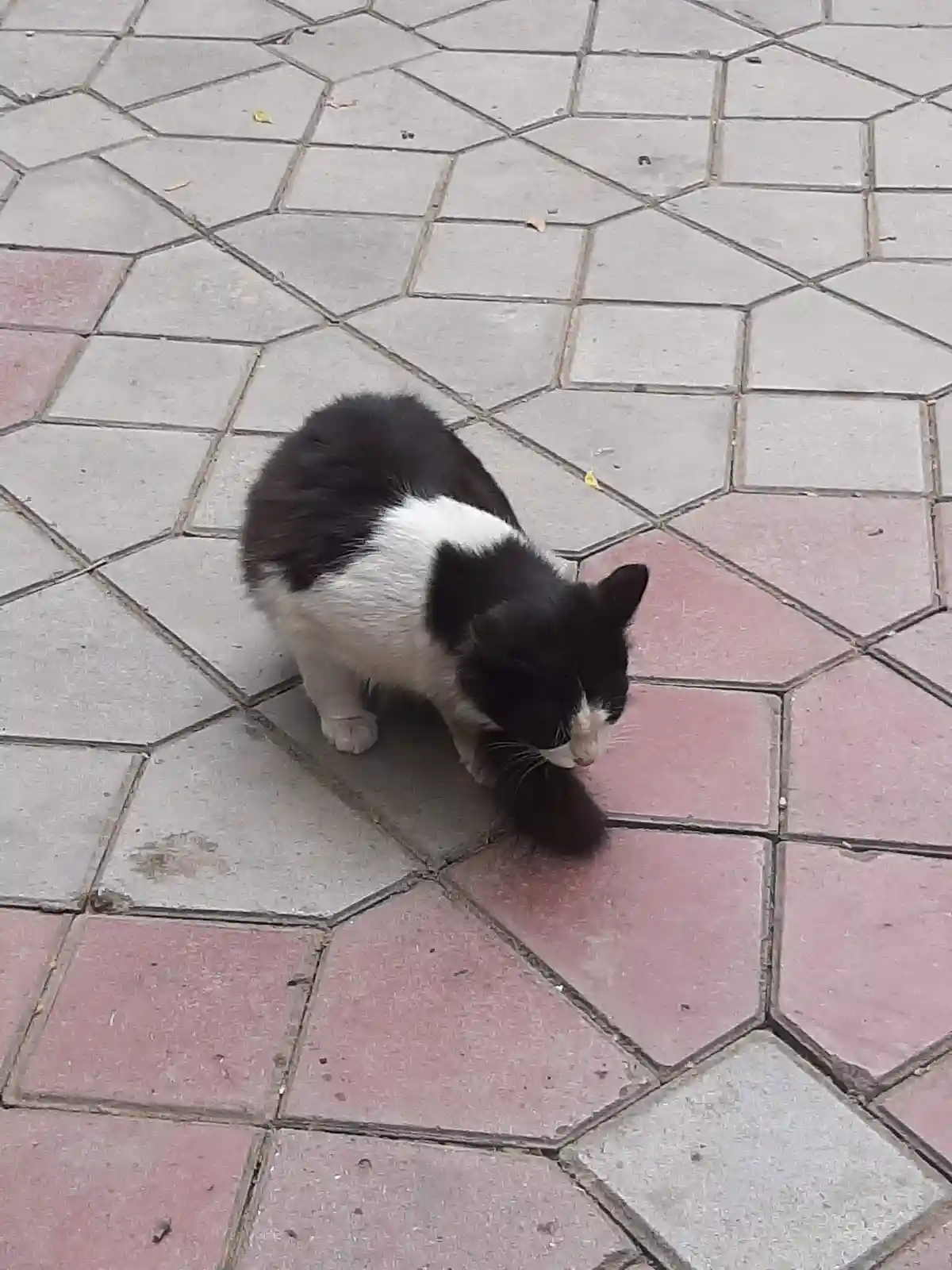Met some adorable kitties while walking around Tehran.
