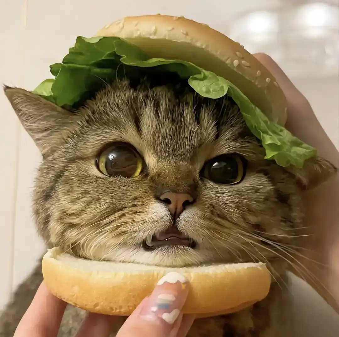 A tabby cat's face is framed by a hamburger bun, with lettuce draped over its head, held by a person's hands. The cat has…