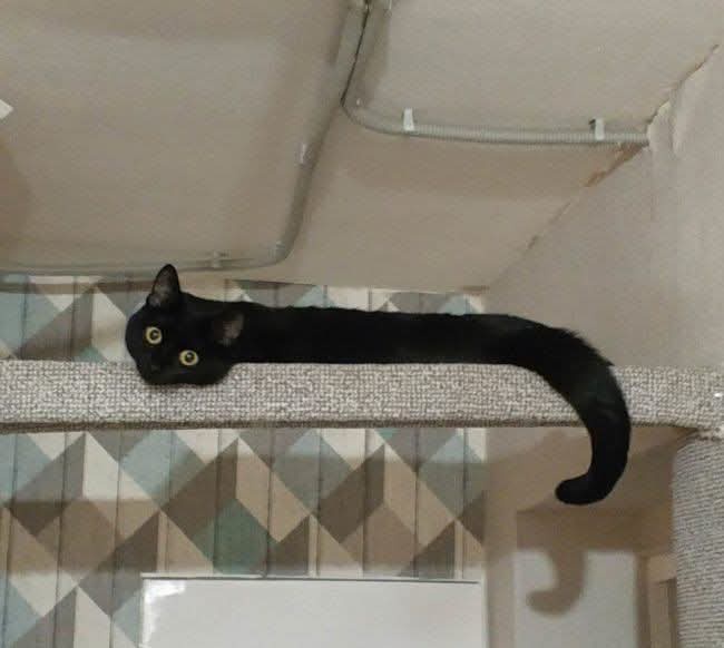 A black cat with wide yellow eyes is stretched out horizontally across the top edge of a cat tree, its body extending far…