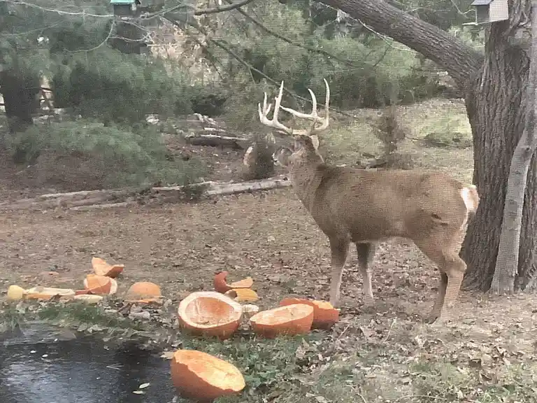 The Mysterious Buck: 12-2-24