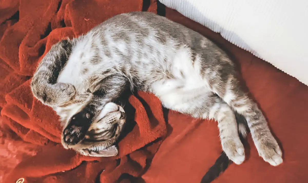 A gray and white tabby cat is curled up and sleeping soundly on a textured red blanket, with a white corduroy pillow…