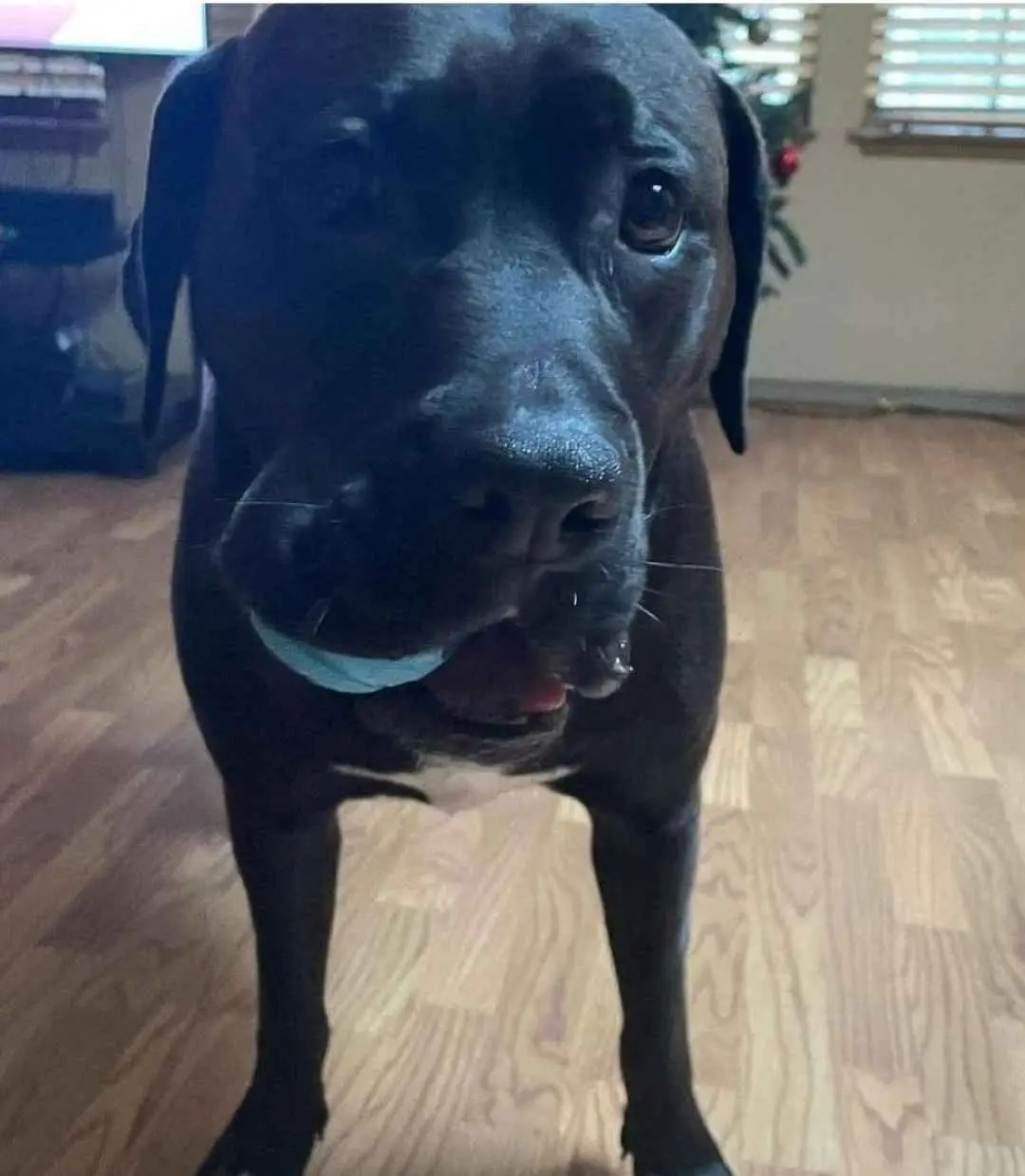 A close-up photo of a black dog standing on a wooden floor, looking directly at the camera with a slightly sad or pleading…