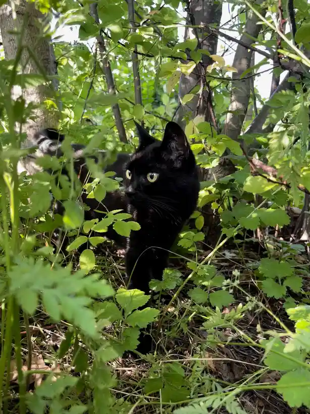 A black cat with bright yellow eyes is partially hidden among dense green foliage and tree branches in a sunlit forest. The…