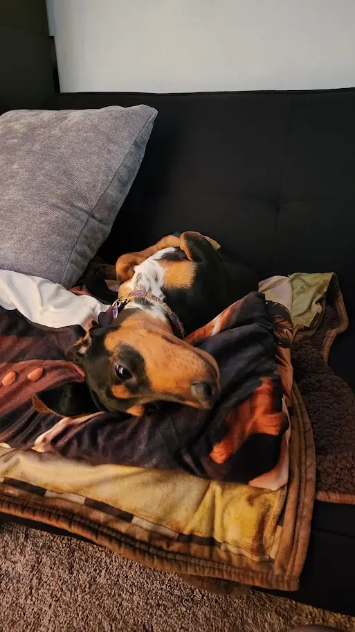 A dachshund dog is lying on a black couch, partially covered by a brown and orange patterned blanket, with one eye open and…
