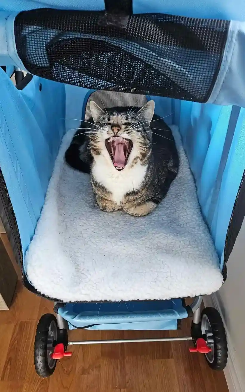 I know there's a meme that perfectly captures this cat!
