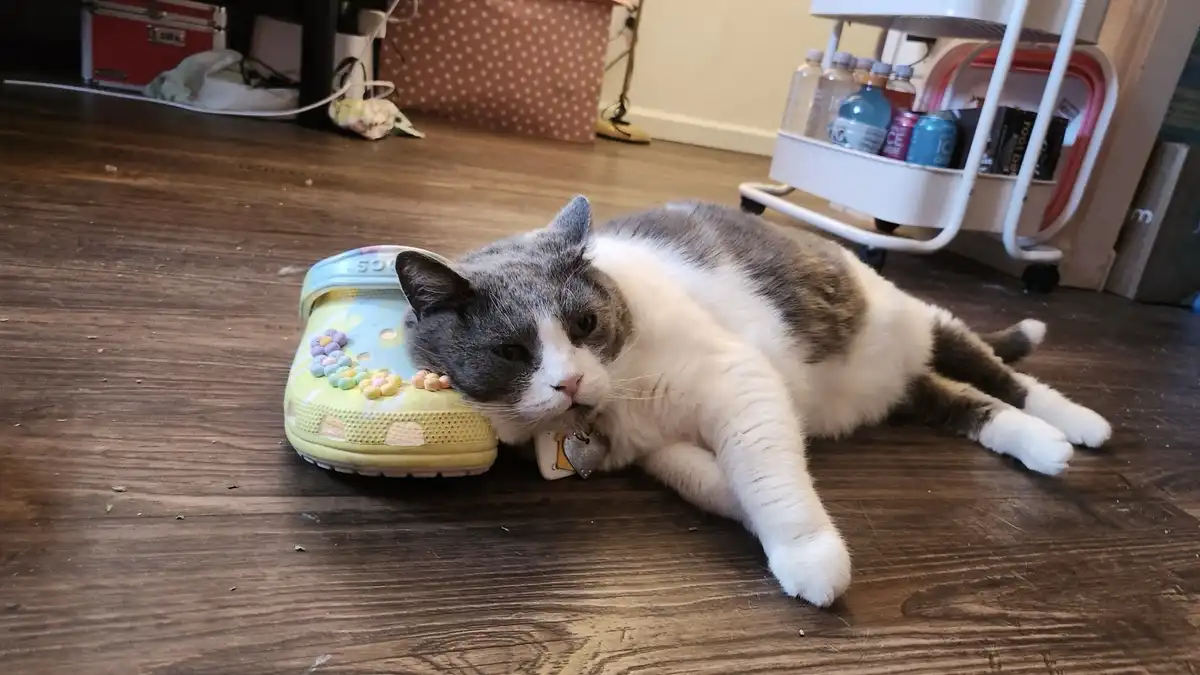 A gray and white cat is lying on a wooden floor, resting its head on a decorated pastel-colored Croc shoe. The cat has a…