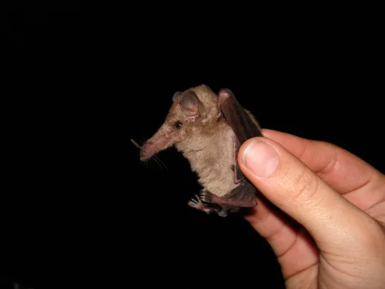 a small brown bat with large ears and a long snout is held gently in a person's hand against a black background. The bat's…