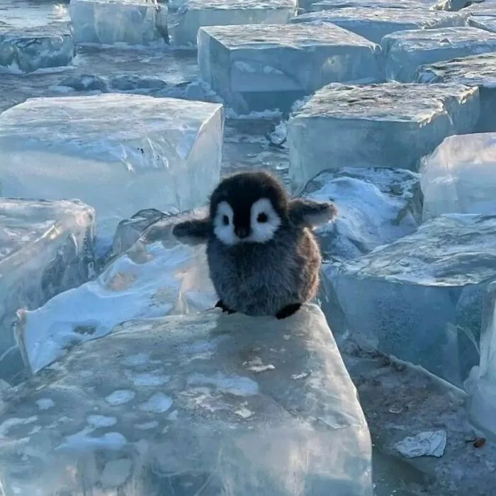 A small, fluffy penguin chick sits atop a large, translucent ice block surrounded by other ice blocks in a frozen…