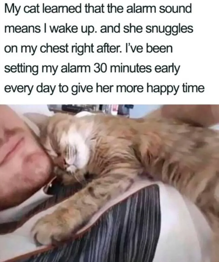 A fluffy orange tabby cat is sleeping soundly on a person's chest, with its head nestled against the person's cheek. The…