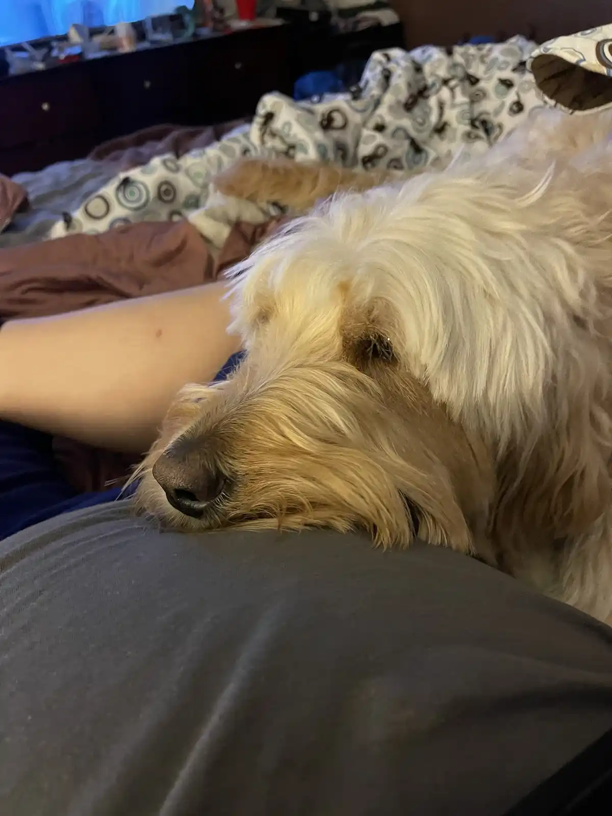 A fluffy, light-colored dog with long fur is resting its head on a person's lap, appearing very sleepy or relaxed. The…