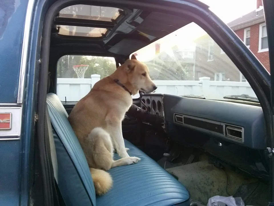 Dogs and Their Love for Trucks