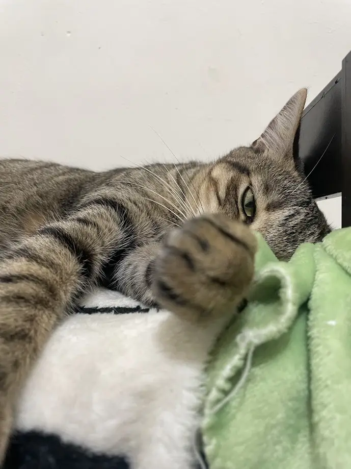 Yet another charming cat moment