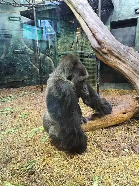 Adorable monkey plus bonus baby cuddles!