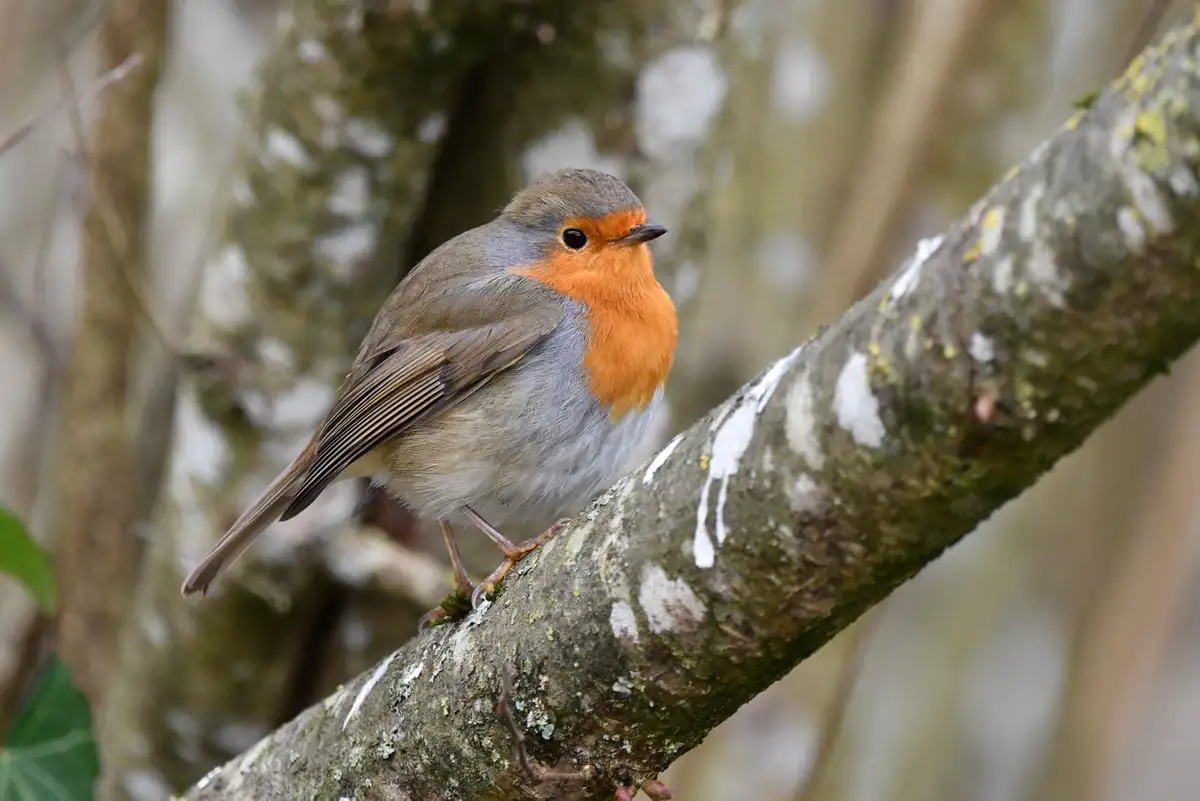 A close-up photograph of a European robin perched on a mossy tree branch, featuring its distinctive orange-red breast and…