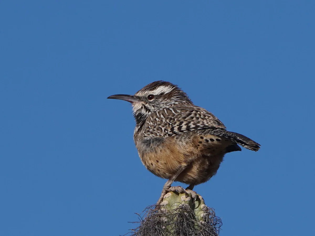 The Charming Cactus Wren: Nature's Delight
