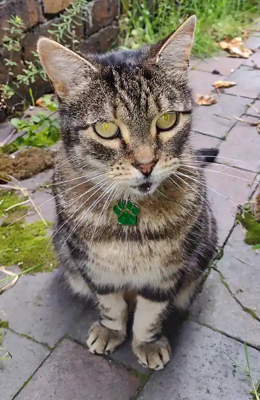 Ziggy's Adventures in the Yard