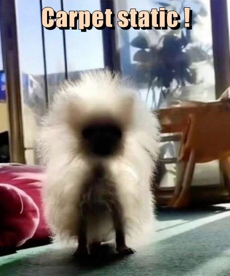 A small, fluffy white dog stands on a carpet, its fur standing on end in a spiky, electrified manner. The text 'Carpet…