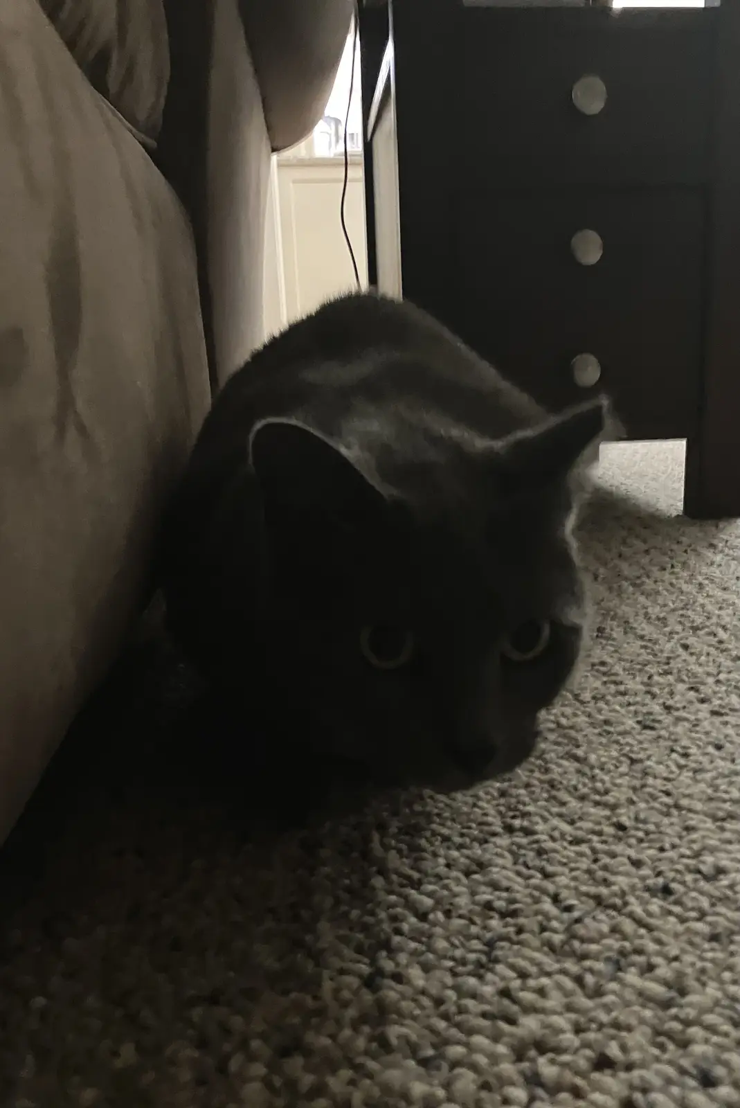 A dark gray cat is crouched low on a textured carpet, peeking out from behind a piece of furniture with a serious, intense…