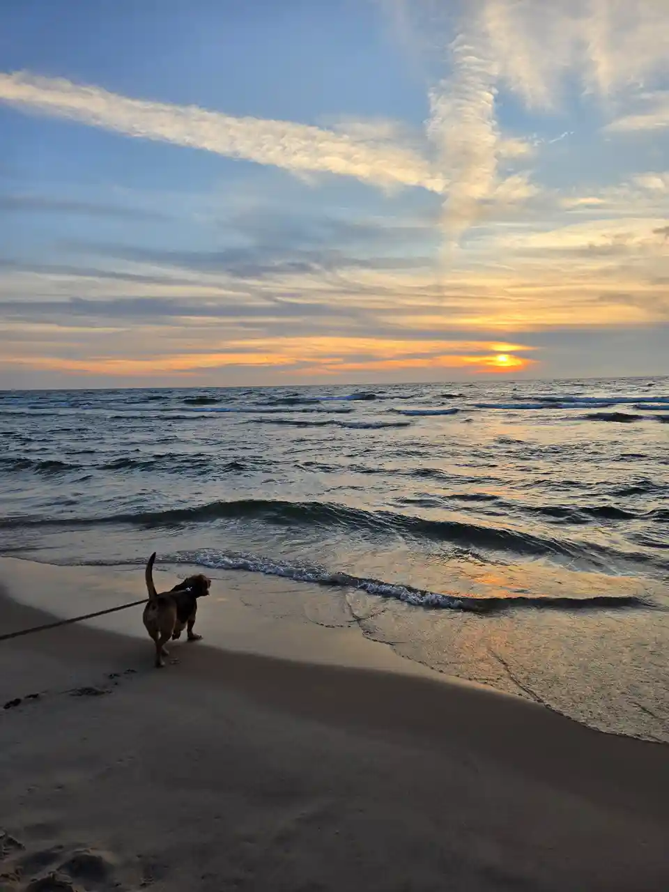 A dog on a leash stands on a sandy beach facing the ocean at sunset, with waves rolling in and a colorful sky. The overlaid…