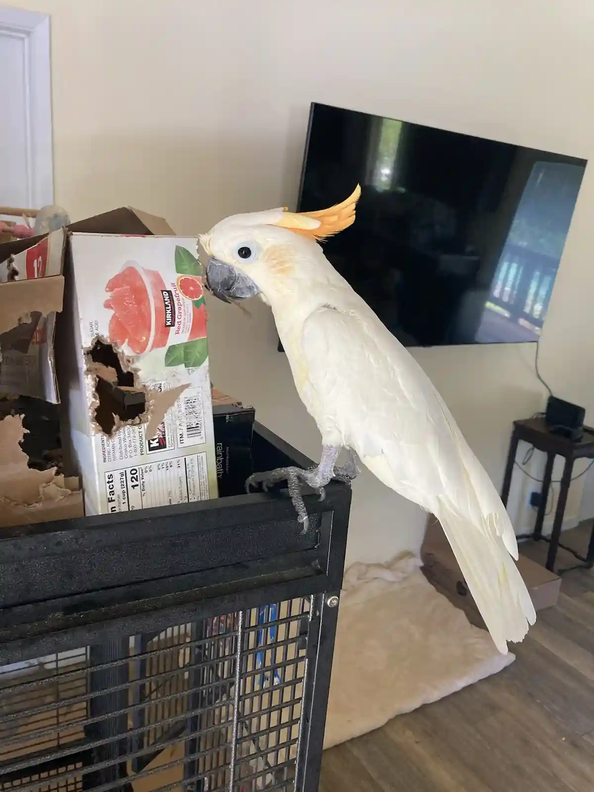 A white cockatoo with a yellow crest perches on the top of a black birdcage, pecking at a torn-open cardboard box labeled…