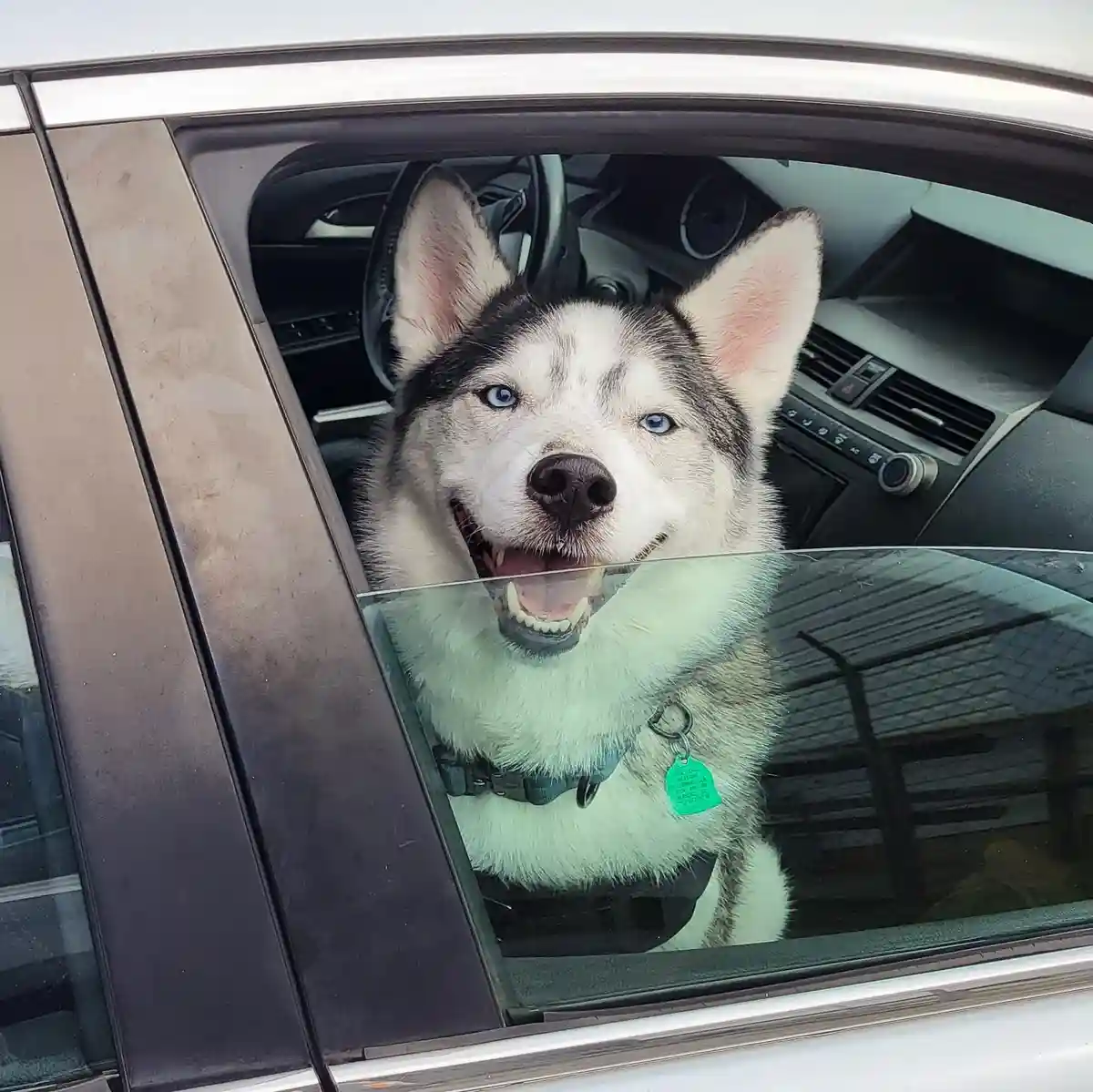 A happy-looking husky with striking blue eyes peers out of a car window, its mouth open in a grin, wearing a harness with a…
