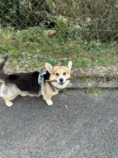 A tri-color corgi with a black back and tan markings stands on a paved path, holding a stick in its mouth and looking…