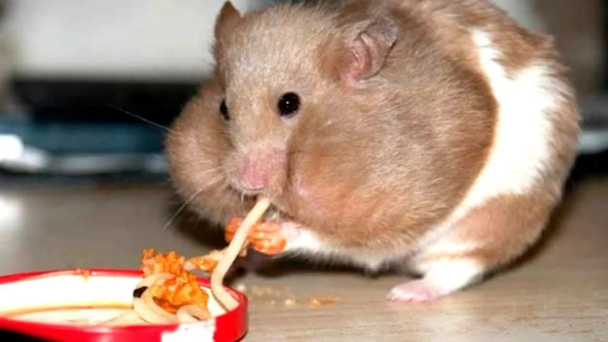 a brown and white hamster is shown eating spaghetti noodles from a red bowl, with sauce on its face and paws. The hamster is…