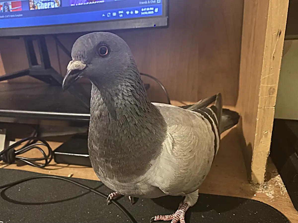 Meet Valiant the Pigeon