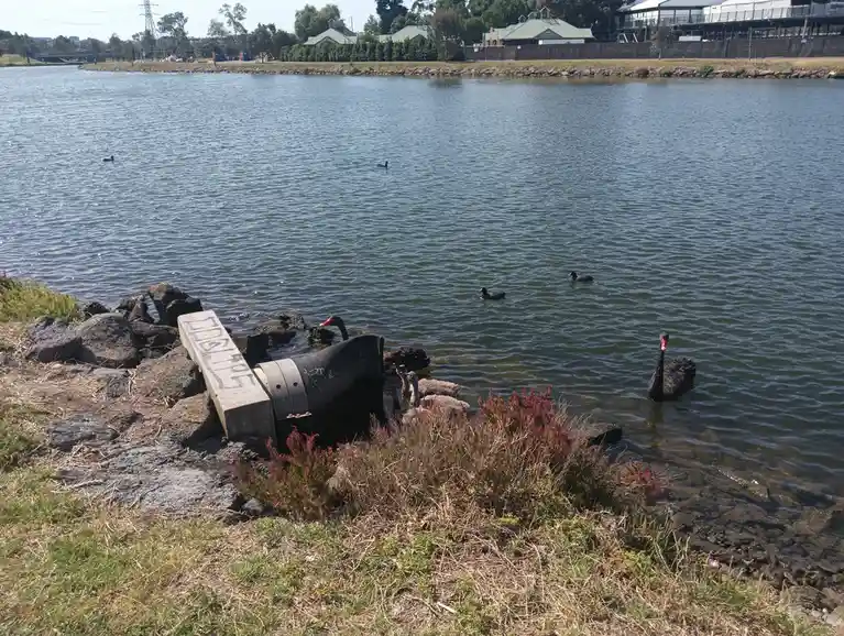 Swans Quenching Their Thirst from a Pipe