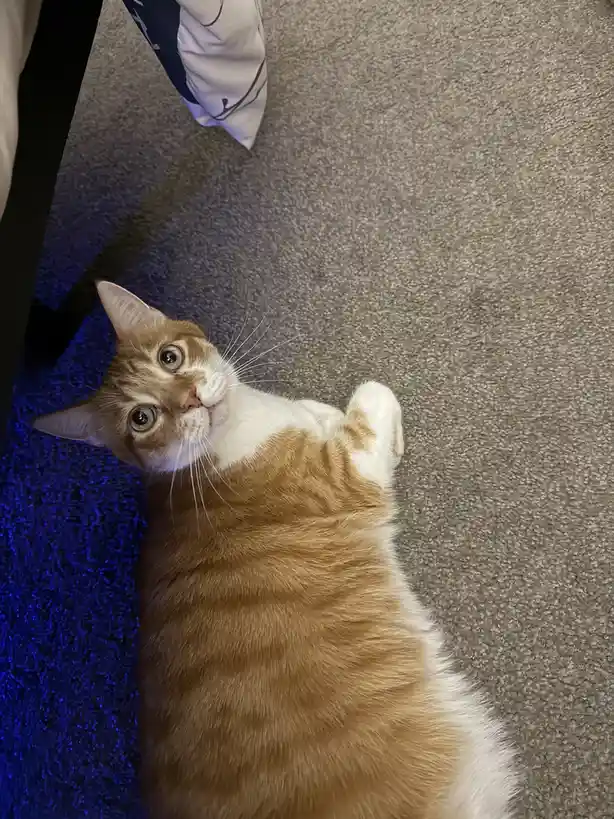 An orange and white tabby cat lies on its back on a gray carpet, looking up with wide, innocent eyes. A patch of blue light…
