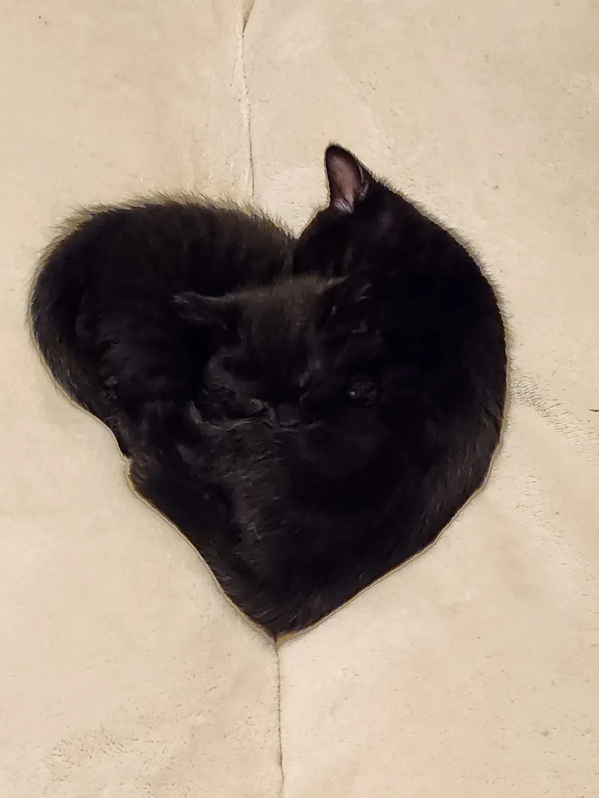 Pure Feline Perfection Captured