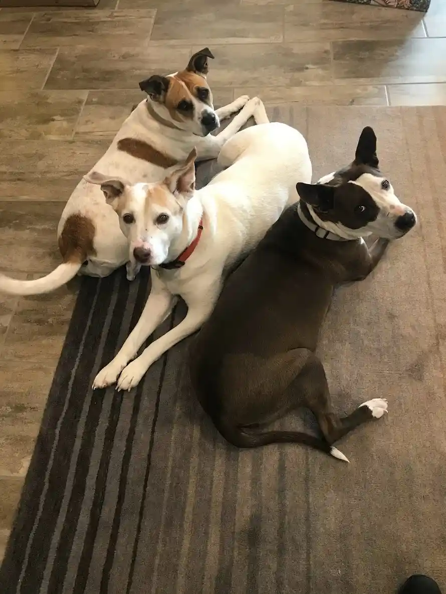 Three dogs are lounging on a striped rug on a tiled floor, each looking in different directions. The dog in the center looks…