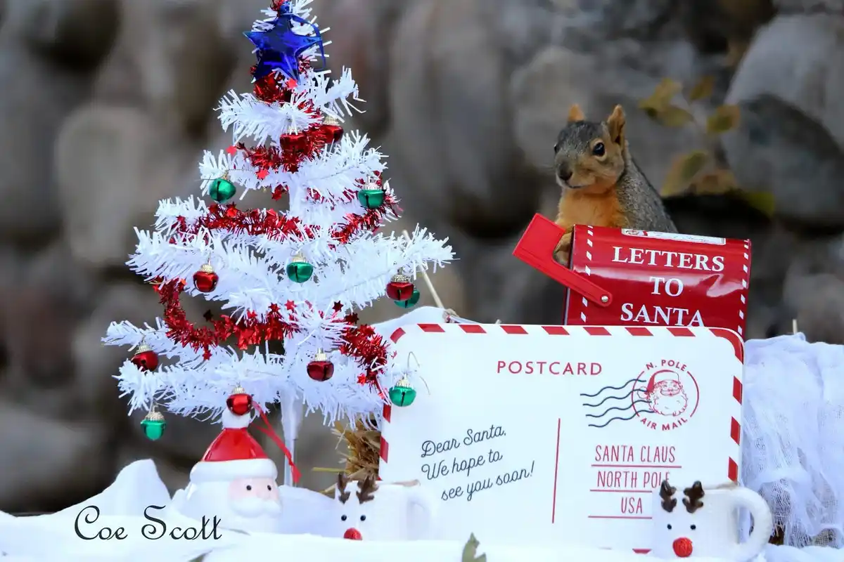 A small squirrel sits atop a red mailbox labeled 'LETTERS TO SANTA' next to a decorated white Christmas tree with red and…