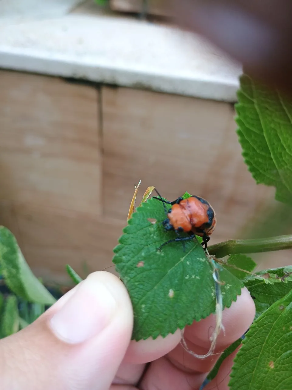 A close-up photo shows a person's hand holding a green leaf with a small orange and black beetle on it. The beetle is…