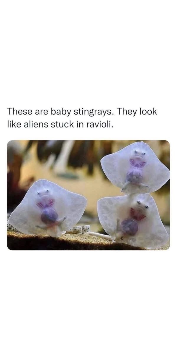 Three translucent baby stingrays with visible internal organs and small eyes are shown resting on a sandy substrate. The…