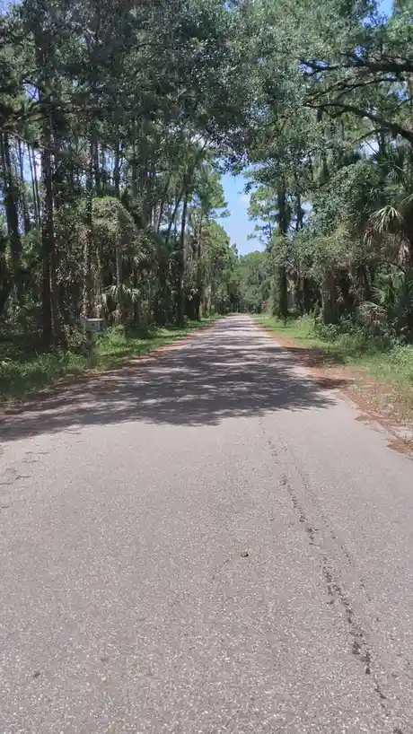 A straight, tree-lined asphalt road stretches into the distance under a bright blue sky, flanked by dense green foliage and…