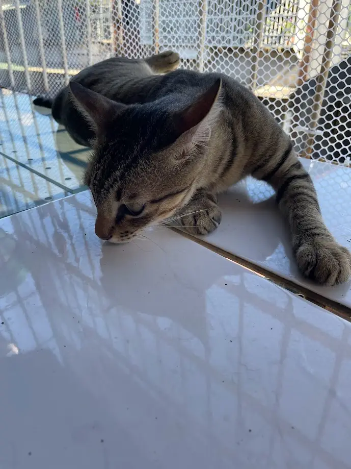 A tabby cat with dark stripes is lying on a white tiled surface, head lowered as if sniffing or resting. Behind it is a…