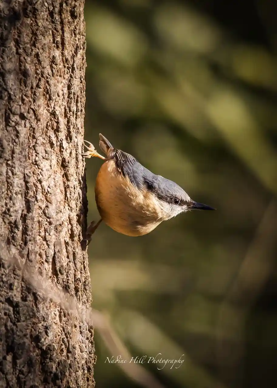 The Charming Nuthatch: Nature's Little Acrobat
