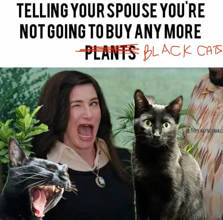 A woman with a shocked, screaming expression is shown next to two black cats, one yawning widely and the other looking…