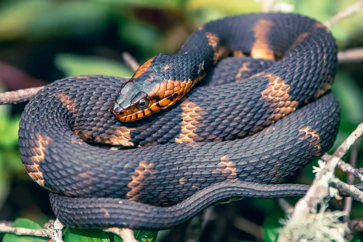 A close-up photograph shows a coiled snake with dark, glossy scales and distinct orange-brown markings along its body and…