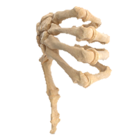 A human hand skeleton is shown with its fingers curled into a fist, set against a plain white background. The overlaid text…