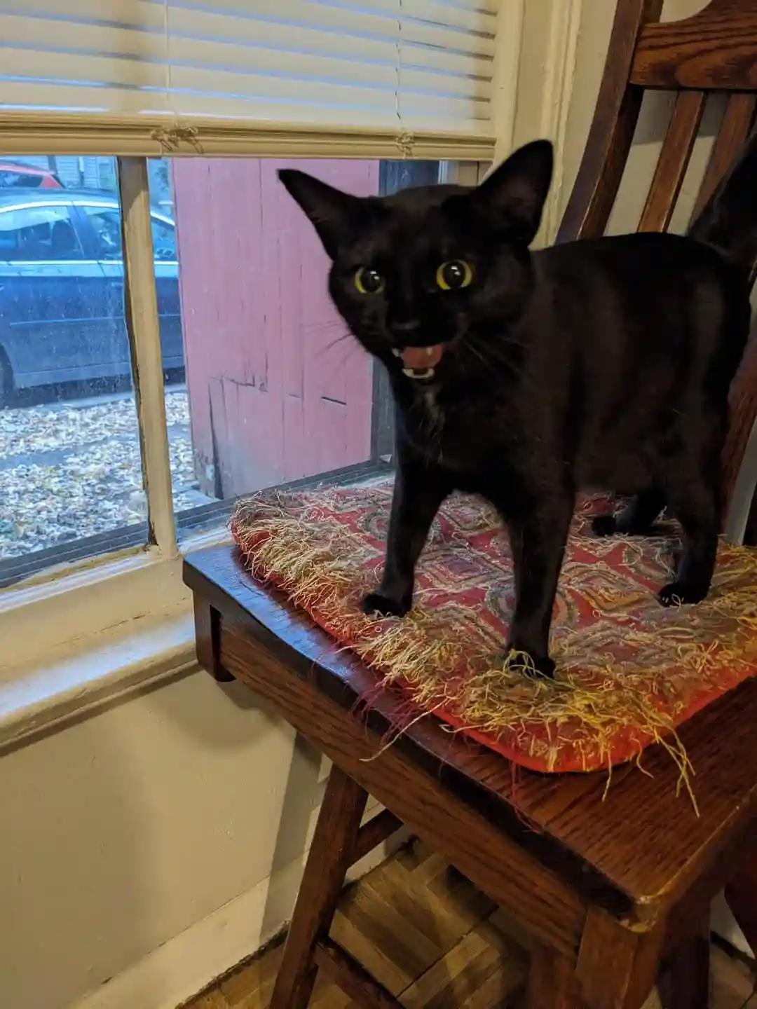 A black cat with wide yellow eyes and bared teeth stands on a fringed red cushion on a wooden chair near a window. Outside…