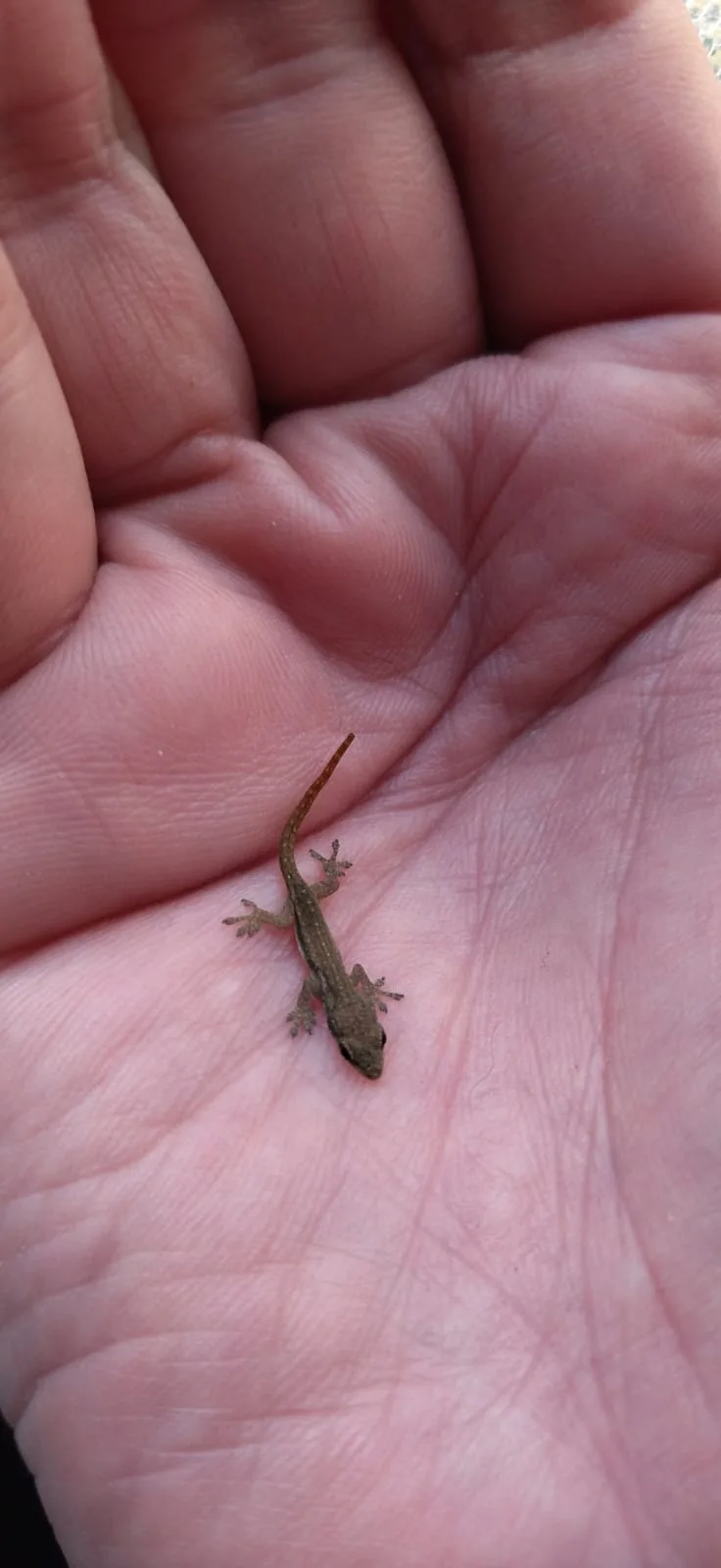 A tiny brown gecko with a long tail and visible toes rests on the palm of a human hand, which fills the frame. The hand's…